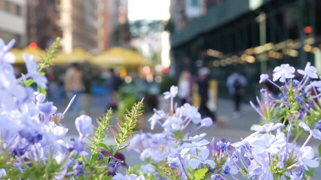 Fifth 5 avenue and Broadway street crossroad, Manhattan Midtown, New York City, United States. Defocused people pedestrians and flowers on Flatiron Public Plaza near Worth Square, Madison Square Park.