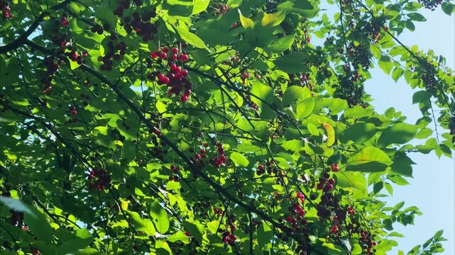 Birds taking flight from windblown bird cherry branches with berries for wildlife, seasonal and nature design