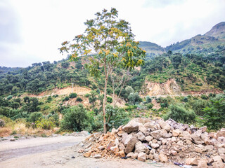 Fototapeta premium Solitary tree stands tall next to a large pile of rugged stones beside a winding mountain road under a soft and overcast daylight cloudy sky