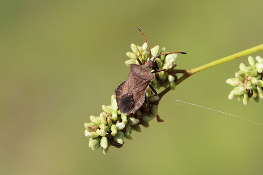 Coreus marginatus (dock bug) on a plant