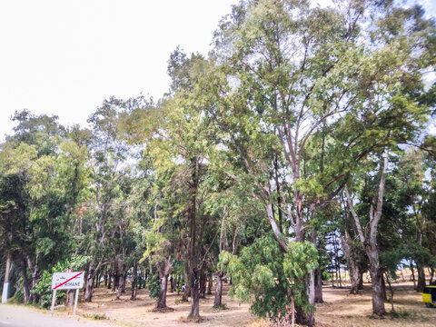 Eucalyptus forest growing along the roadside in rural Algeria featuring a white rectangular traffic sign indicating the end of the town called Sidi Rihane today