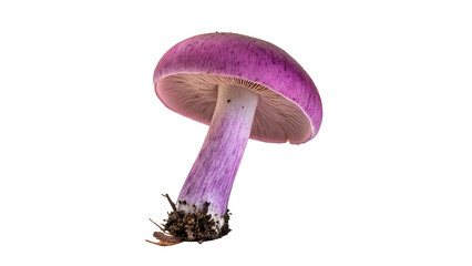 Single purple mushroom plant isolated on transparent background. © Hanna