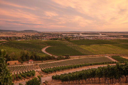 20 August 2026, Panoramic view over vineyards looking towards the town at sunset in Iphofen, Bavaria, Germany.