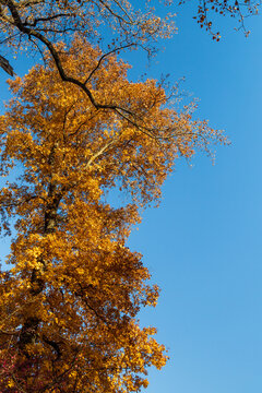 View of vibrant autumn foliage on trees with golden leaves against a clear blue sky Valley Forge, Pennsylvania, United States.