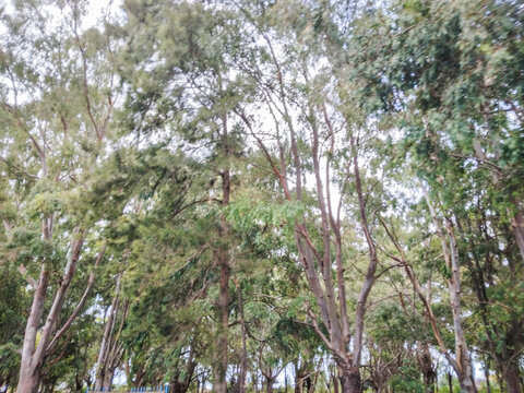 Tall eucalyptus trees with long thin trunks and lush green foliage captured from a low angle under a soft overcast sky during a calm afternoon