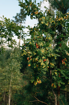 Young green oak tree in the forest
