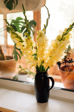Yellow gladioli in a vase