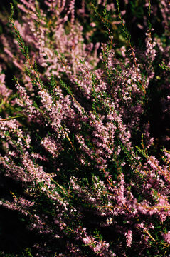 Close up of blooming heather