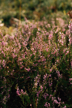 Close up of blooming heather