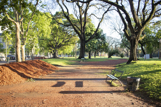View of the lush green Palermo park with large trees, a wooden bench, and a dirt path under warm sunlight in Buenos Aires, Buenos Aires, Argentina.