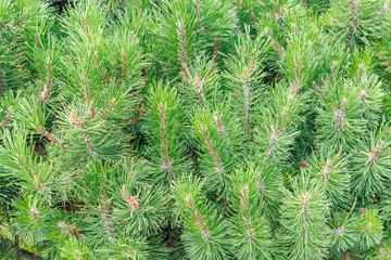 Fresh green pine branches natural evergreen background © Evgeny Karandaev