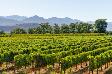 Fototapeta premium Sunlit vineyard rows