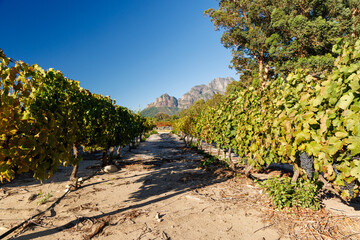 Fototapeta premium Ripe grapes on vine in South African vineyard