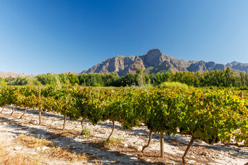 Fototapeta premium Sunlit vineyard rows