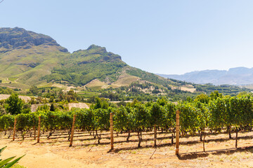 Fototapeta premium Sunlit vineyard rows with mountain backdrop