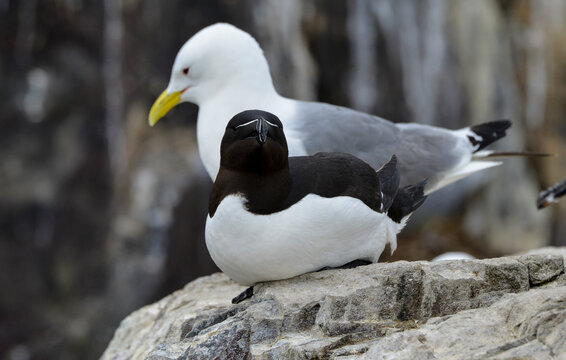 Pingouin torda, Petit Pingouin,