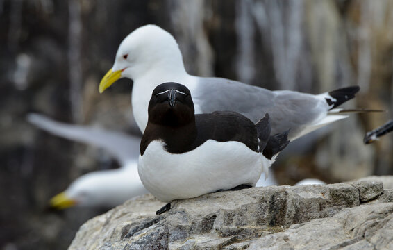 Pingouin torda, Petit Pingouin,