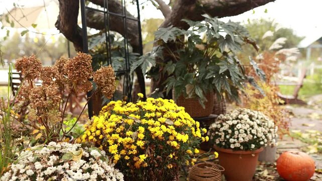 Beautiful autumn backyard display with blooming yellow and white chrysanthemums in pots, orange pumpkin, and dry flowers. Thanksgiving day celebration, Halloween decor, fall outdoor garden concept.