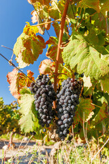 Naklejka premium Sunlit vineyard rows