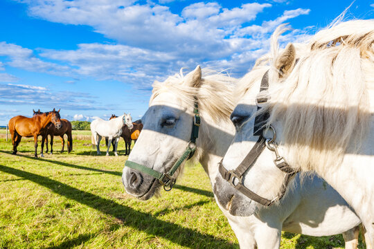 View of white horses wearing halters in a sunny pasture with other horses grazing in the background under a blue sky in Sardal, Halland County, Sweden.