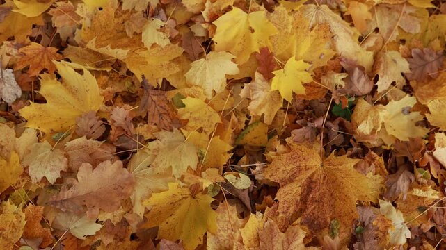 Top view of colorful yellow and brown fallen maple and oak leaves covering the ground. Autumn natural pattern background with golden fall foliage, leaf carpet texture, and seasonal nature scenery.