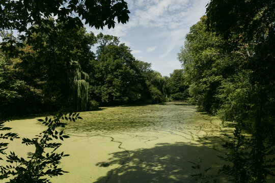 View of a pond covered in green algae surrounded by lush trees and dense foliage in a park in Copenhagen, Denmark.