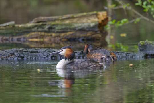 A great crested grebe in breeding plumage with water droplets on its feathers, great crested grebe with red eyes, an elegant waterbird in a pond, mating season; Podiceps cristatus, reflection bird