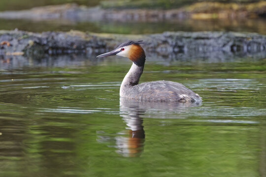 A great crested grebe in breeding plumage with water droplets on its feathers, great crested grebe with red eyes, an elegant waterbird in a pond, mating season; Podiceps cristatus, reflection bird