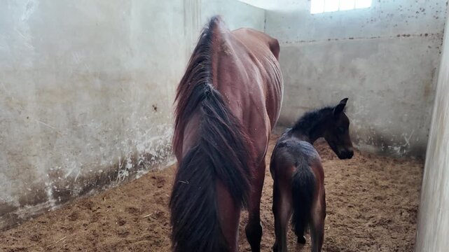 A brown mare horse and her cute black foal in a stable.