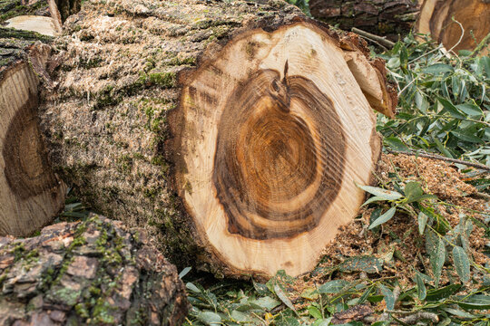 View of a freshly cut tree log showing detailed growth rings and textured bark, surrounded by wood shavings and green leaves in Riga, Latvia.