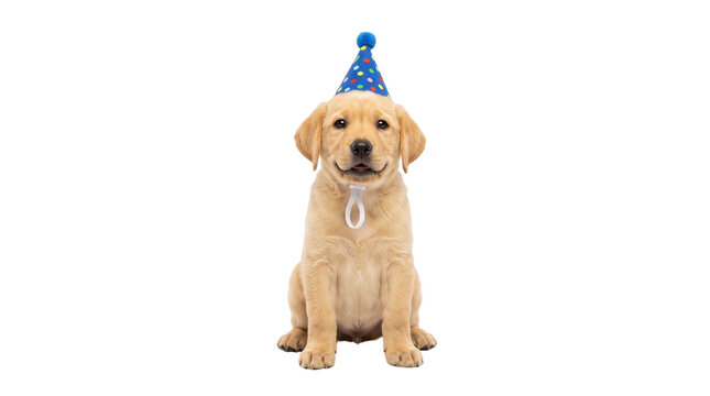 Adorable golden retriever puppy wearing blue birthday hat. Cute yellow lab puppy celebrating on white background. Young dog in party hat.