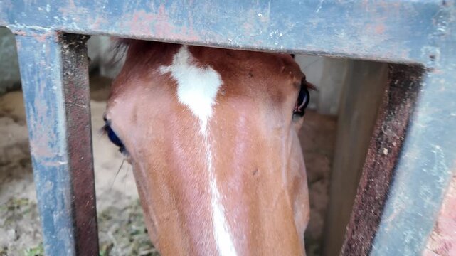 A brown horse standing in a stable.