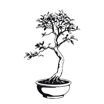 bonsai tree vector black and white illustration on isolated background