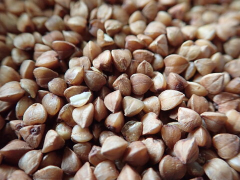 brown grains od natural raw buckwheat