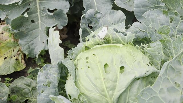 Cabbage white butterfly laying eggs on cabbage leaves in vegetable garden. Close-up footage showing insect reproduction and natural life cycle of common garden pest.
