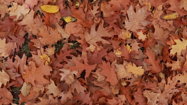 Rich fall leaves background featuring dry brown oak foliage scattered on ground. Cozy autumn season concept, natural foliage pattern, outdoor leaf litter texture, and seasonal nature wallpaper. 