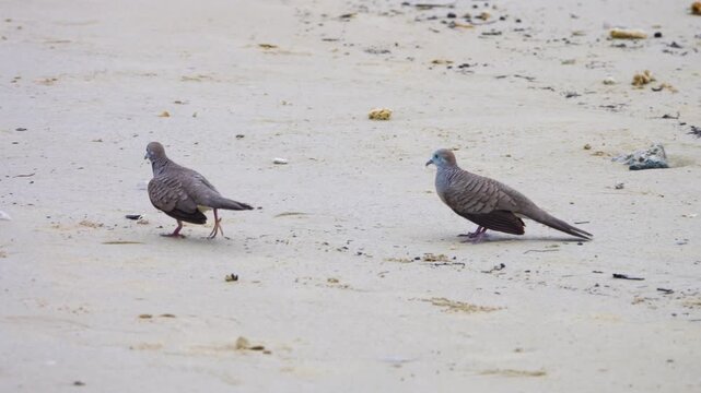 2 Barred ground dove (zebra-dove) they fight fiercely despite the fact that they treat the meek turtledoves of Francis