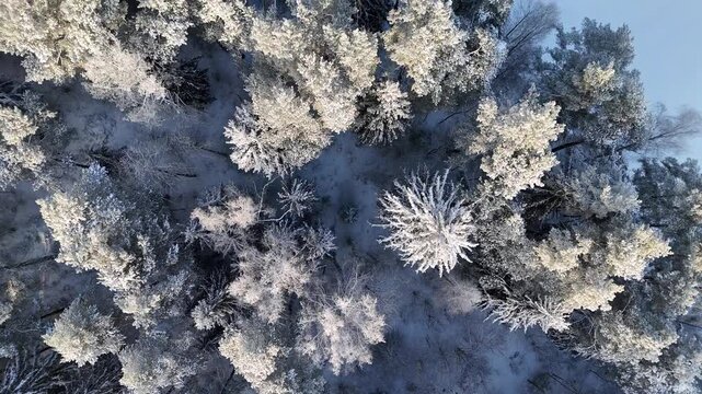 Aerial drone view of frost-covered pine trees in a snowy winter forest, top-down composition, winter tourism marketing, ski resort promotion, christmas card background, nature documentary b-roll