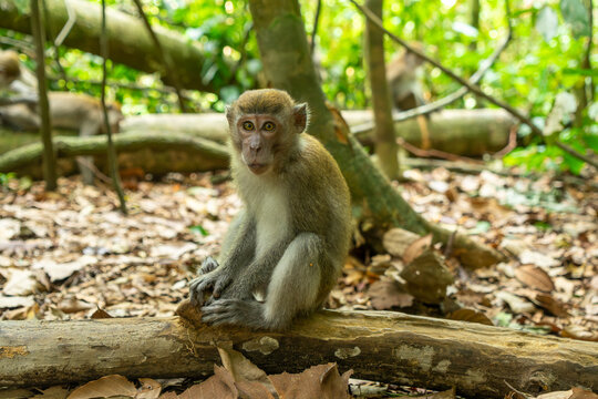 Young macaque sitting on a tree trunk in the jungle in Bukit Lawang