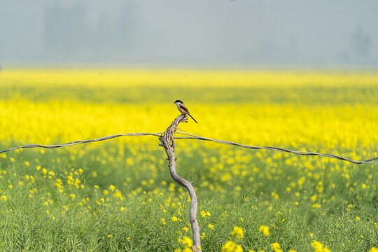 View of a long-tailed shrike perched on a wooden post in a vibrant yellow mustard field with a wire fence and misty background in Bara Pangashi, Rajshahi Division, Bangladesh.