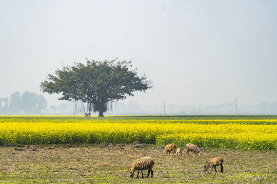 View of sheep grazing in a field of yellow mustard flowers with a large banyan tree in the background in Bara Pangashi, Rajshahi Division, Bangladesh.