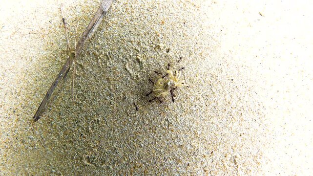 Funny video animal fight. Ants have clung to the paws of a small crab on the beach and are trying to stop it. But the Hercules carries the ants like twigs through the air