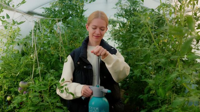 Woman priming handheld sprayer amid tall tomato plants in greenhouse aisle, eye-level centered waist-up view with soft diffused daylight