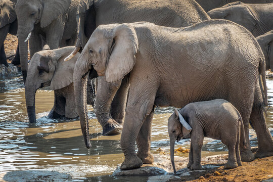 Elephant baby calf  with mother and herd drinking at waterhole in Etosha National Park, wildlife safari and game drive in Namibia, Africa