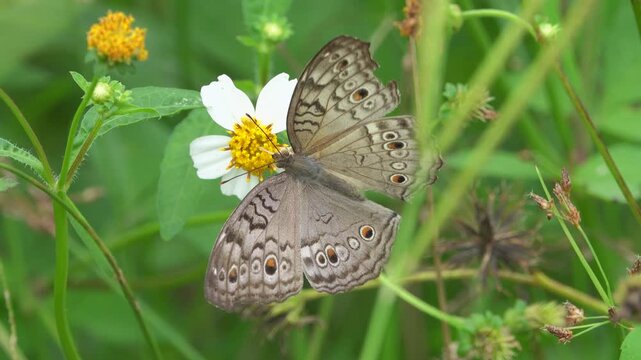 grey pansy Junonia atlites in Thailand