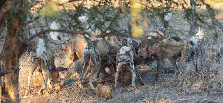View of a pack of African wild dogs feeding on prey in the dry savanna landscape of Khwai, North-West District, Botswana.
