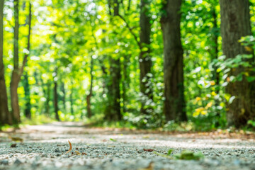 Fototapeta premium Dirt road surface close up with copy space and blurred sunny green forest background.