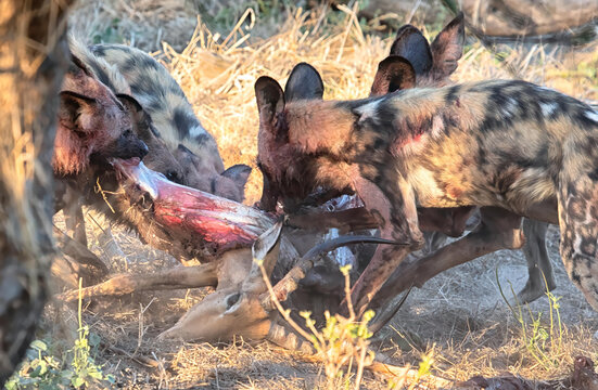 View of a pack of African wild dogs feeding on an impala in the dry savanna in Khwai, North-West District, Botswana.