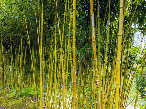 A dense thicket of tall green and yellow bamboo stalks growing in a lush forest or garden.