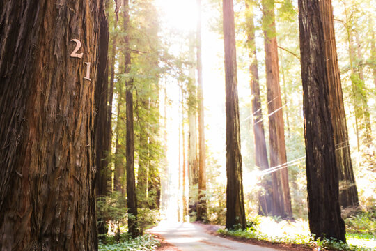 View of a narrow road winding through a dense redwood forest with sunlight filtering through the tall trees and a number 21 sign attached to a trunk in Humboldt County, California, United States.